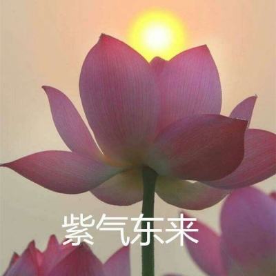 萌鸡敢死队中文下载